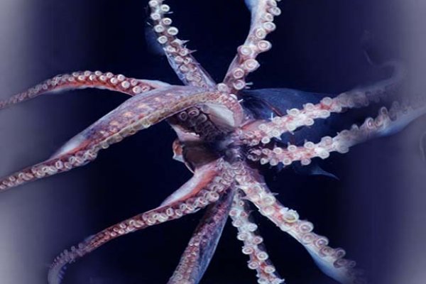 Ссылка для входа на kraken